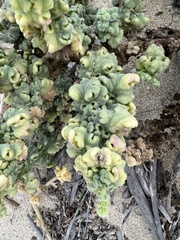 Perityle crassifolia
