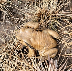 Bufo gargarizans