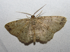 Melanolophia signataria