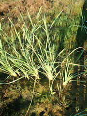 Typha orientalis