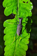 Odontocheila cayennensis