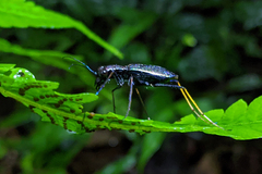 Odontocheila cayennensis