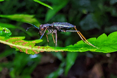 Odontocheila cayennensis