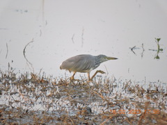 Ardeola grayii