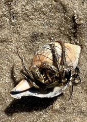 Clibanarius vittatus