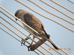Accipiter badius