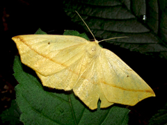Tetracis crocallata