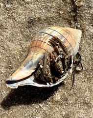 Clibanarius vittatus