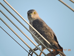 Accipiter badius