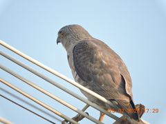 Accipiter badius