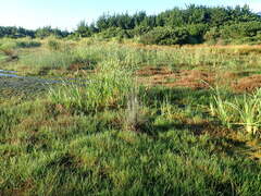 Typha orientalis