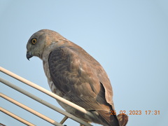 Accipiter badius