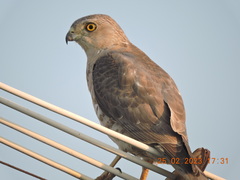 Accipiter badius