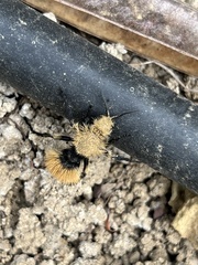 Dasymutilla magna