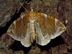 Eulithis molliculata