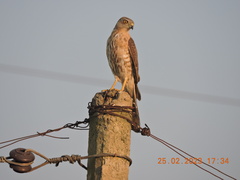 Accipiter badius