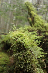 Hymenophyllum fujisanense
