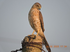 Accipiter badius