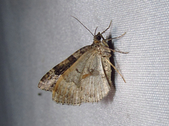 Xanthorhoe ferrugata