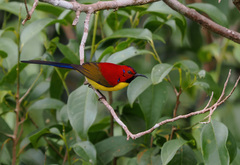 Aethopyga gouldiae