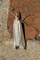 Hednota relatalis