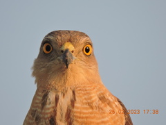 Accipiter badius