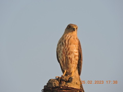 Accipiter badius