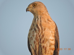 Accipiter badius