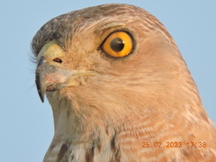 Accipiter badius