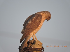 Accipiter badius