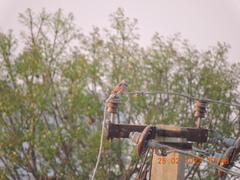 Streptopelia chinensis