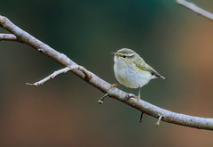 Phylloscopus inornatus