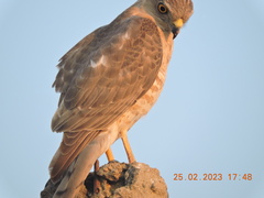 Accipiter badius