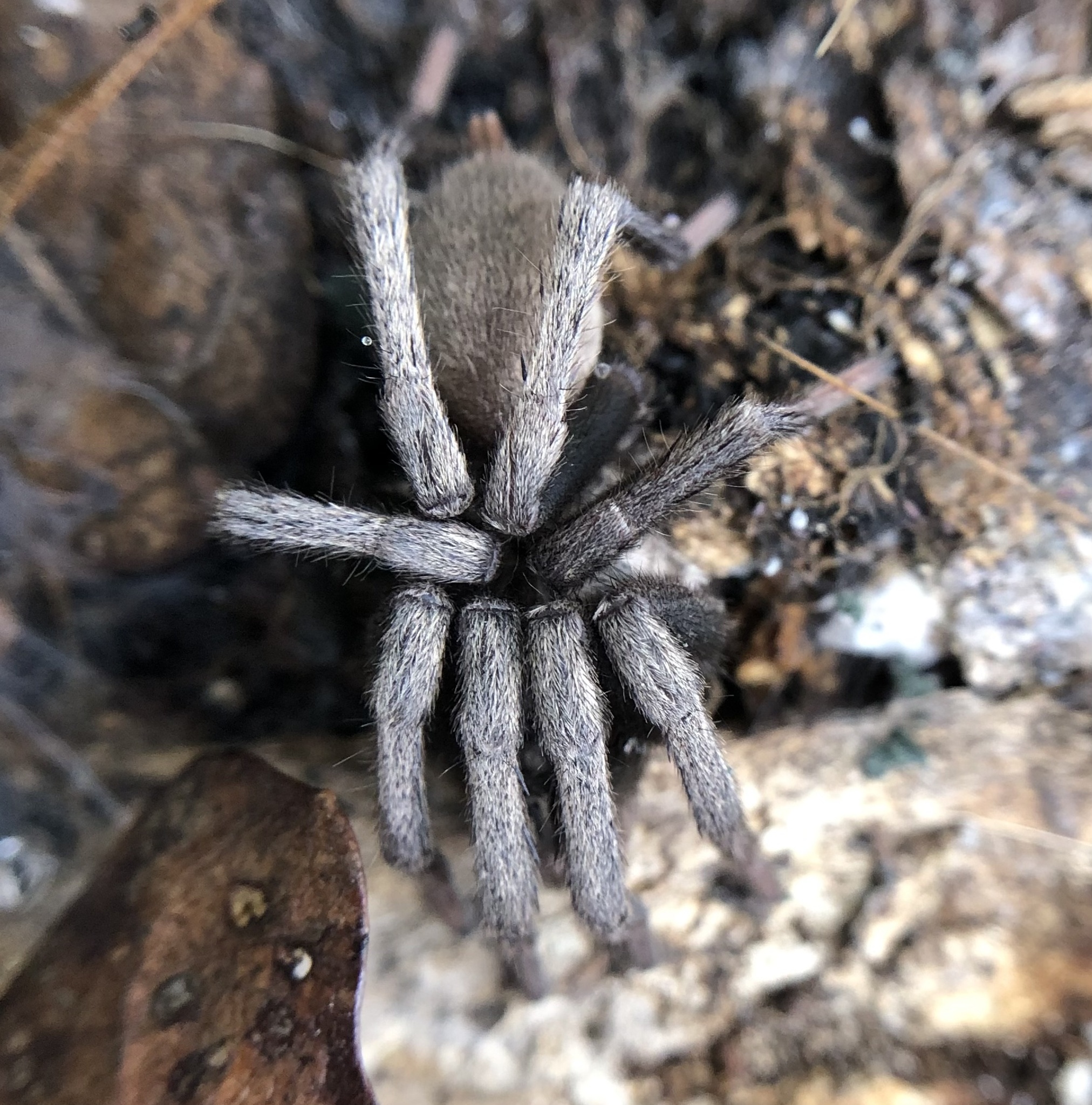 Calisoga longitarsis (Simon, 1891)