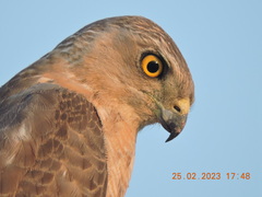 Accipiter badius