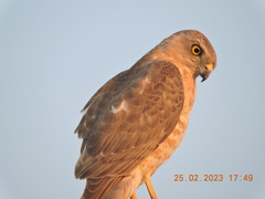 Accipiter badius
