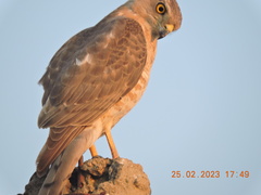 Accipiter badius