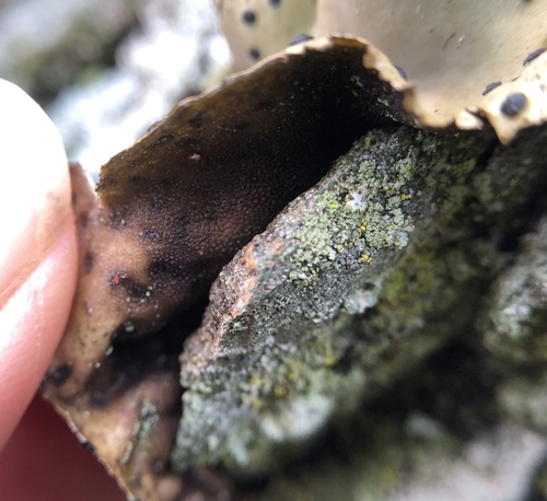 Emery Rocktripe Lichen