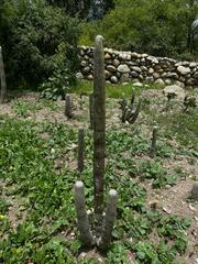Espostoa frutescens