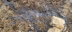 Bufo gargarizans