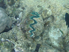 Tridacna noae
