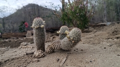 Mammillaria phitauiana