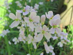 Cardamine nuttallii