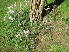 Cardamine nuttallii