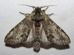 Macrurocampa marthesia