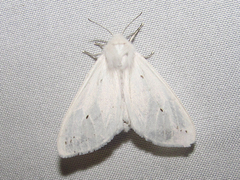 Spilosoma congrua