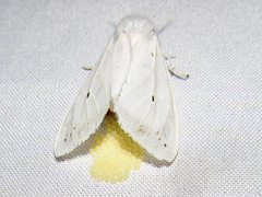 Spilosoma congrua