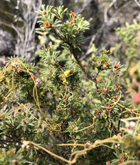 Phyllota pleurandroides