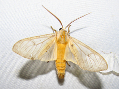 Halysidota tessellaris