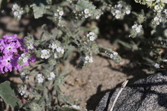 Johnstonella